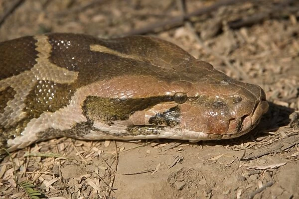 Indian Python (Python molurus) adult, close-up of head, Keoladeo Ghana N. P. (Bharatpur), Rajasthan, India, December