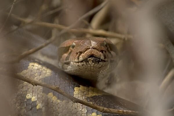 Indian Python (Python molurus) adult, close-up of head, Keoladeo Ghana N. P. (Bharatpur), Rajasthan, India, February