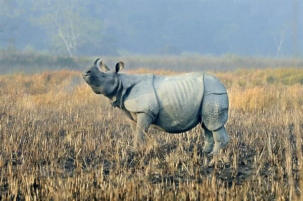 Indian Rhinoceros (Rhinoceros unicornis) adult, standing in burnt grassland at dawn, Kaziranga N. P