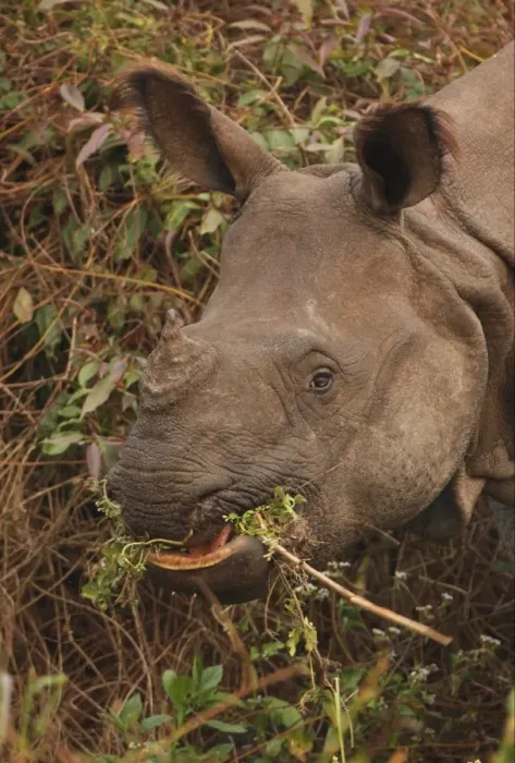 Framed Print : Indian Rhinoceros (Rhinoceros unicornis) adult, close-up of head, feeding, Kaziranga N. P. Assam, India, january Framed Print : Indian Rhinoceros (Rhinoceros unicornis) adult, close-up of head, feeding, Kaziranga N. P. Assam, India, january
