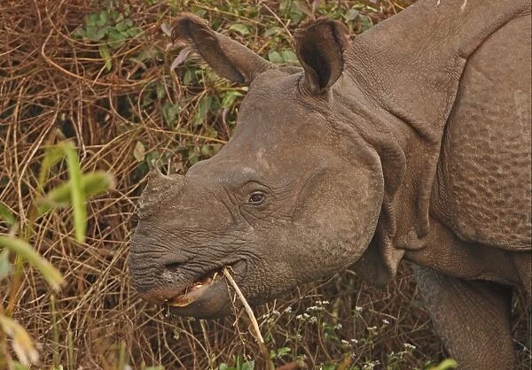 Indian Rhinoceros (Rhinoceros unicornis) adult, close-up of head, feeding, Kaziranga N. P. Assam, India, january