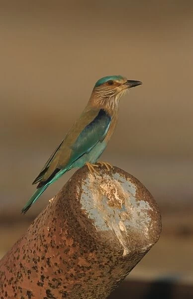 Indian Roller (Coracias benghalensis) adult, perched on rusty pipe, Oman