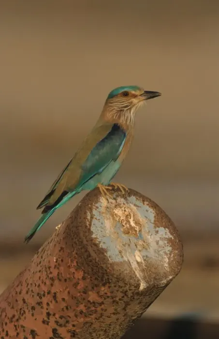 Framed Print : Indian Roller (Coracias benghalensis) adult, perched on rusty pipe, Oman Framed Print : Indian Roller (Coracias benghalensis) adult, perched on rusty pipe, Oman