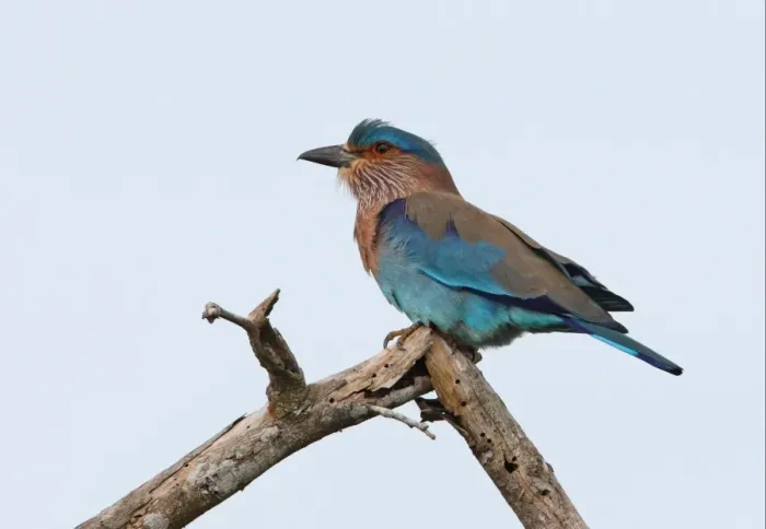 Framed Print : Indian Roller (Coracias benghalensis) adult, perched on dead branch, Bundala N. P. Sri Lanka, december Framed Print : Indian Roller (Coracias benghalensis) adult, perched on dead branch, Bundala N. P. Sri Lanka, december