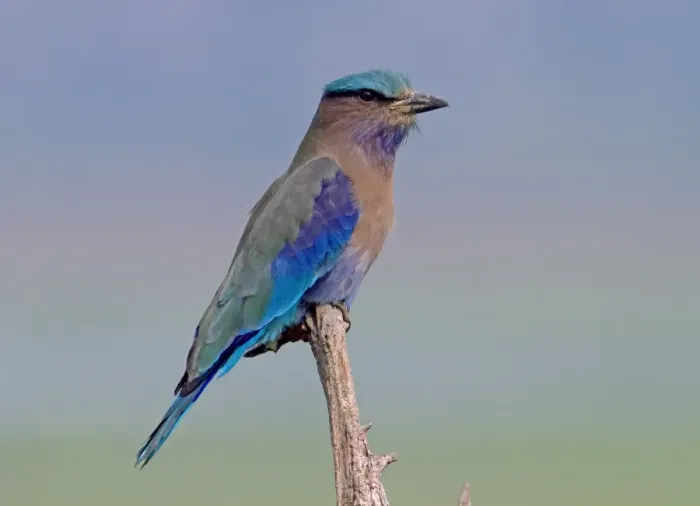 Framed Print : Indian Roller (Coracias benghalensis) adult, perched on stump, Kaziranga N. P. Assam, India, February Framed Print : Indian Roller (Coracias benghalensis) adult, perched on stump, Kaziranga N. P. Assam, India, February