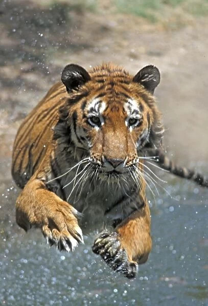 Indian Tiger (Panthera tigris) adult, jumping into water