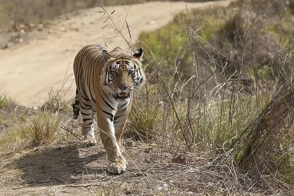Indian Tiger (Panthera tigris) adult, walking beside track, Kanha N. P. Madhya Pradesh, India