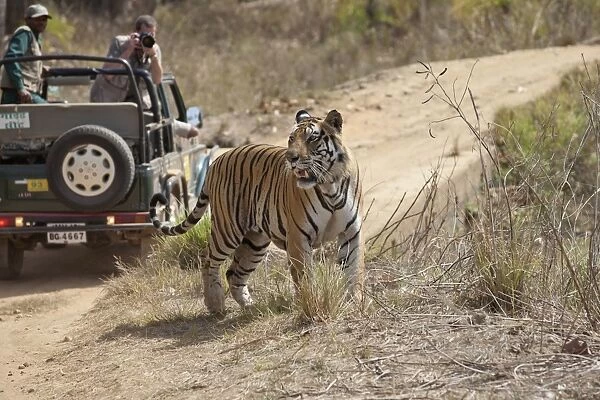 Indian Tiger (Panthera tigris) adult, walking beside track near off-road vehicle with photographer, Kanha N. P. Madhya Pradesh, India
