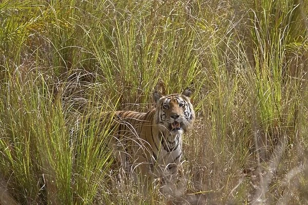 Indian Tiger (Panthera tigris) adult, standing in tall grass, Kanha N. P. Madhya Pradesh, India