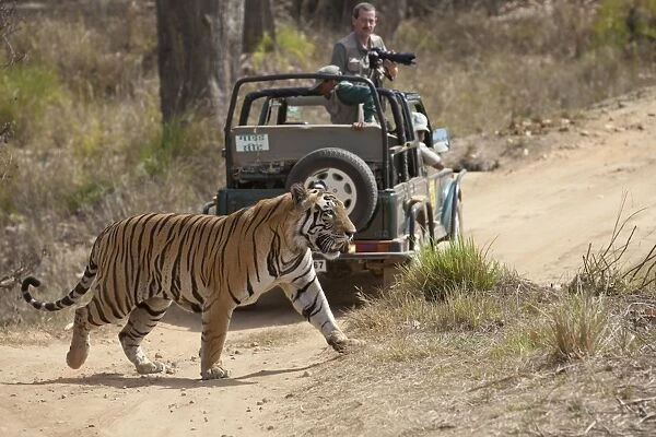 Indian Tiger (Panthera tigris) adult, walking across track near off-road vehicle with photographer, Kanha N. P