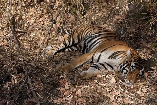 Indian Tiger (Panthera tigris) adult, sleeping, India