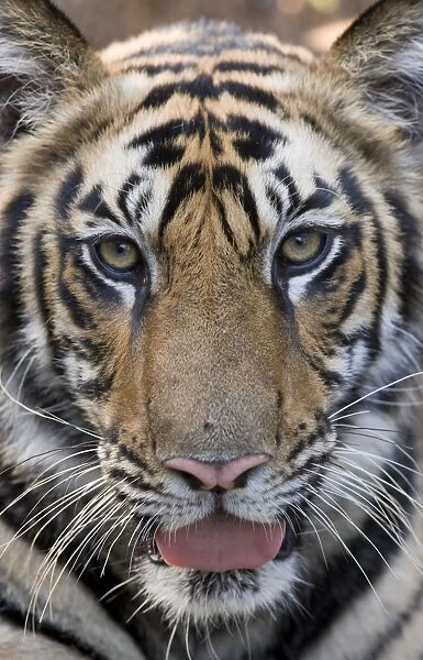 Indian Tiger (Panthera tigris) juvenile male, close-up of head, Bandhavgarh N. P. Madhya Pradesh, India