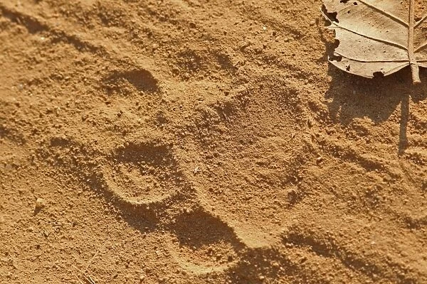 Indian Tiger (Panthera tigris tigris) close-up of footprint, Kanha N. P. Madhya Pradesh, India, november