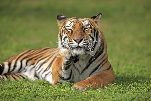 Indian Tiger (Panthera tigris tigris) adult, grooming chin, captive