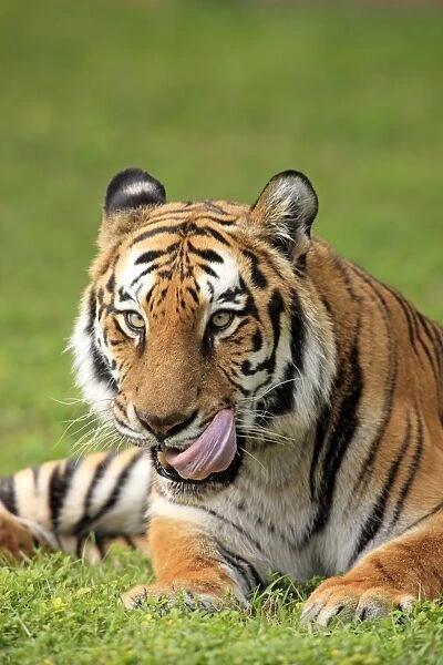 Indian Tiger (Panthera tigris tigris) adult, licking mouth, close-up of head, captive