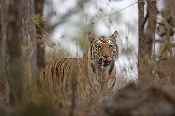Indian Tiger (Panthera tigris tigris) adult, standing in forest, Kanha N. P. Madhya Pradesh, India, March