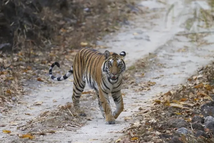 Framed Print : Indian Tiger (Panthera tigris tigris) adult, walking on forest track, Kanha N. P. Madhya Pradesh, India, March Framed Print : Indian Tiger (Panthera tigris tigris) adult, walking on forest track, Kanha N. P. Madhya Pradesh, India, March