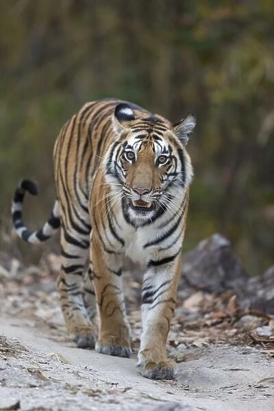 Indian Tiger (Panthera tigris tigris) adult, walking on forest track, Kanha N. P. Madhya Pradesh, India, March