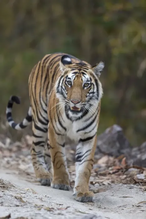 Framed Print : Indian Tiger (Panthera tigris tigris) adult, walking on forest track, Kanha N. P. Madhya Pradesh, India, March Framed Print : Indian Tiger (Panthera tigris tigris) adult, walking on forest track, Kanha N. P. Madhya Pradesh, India, March
