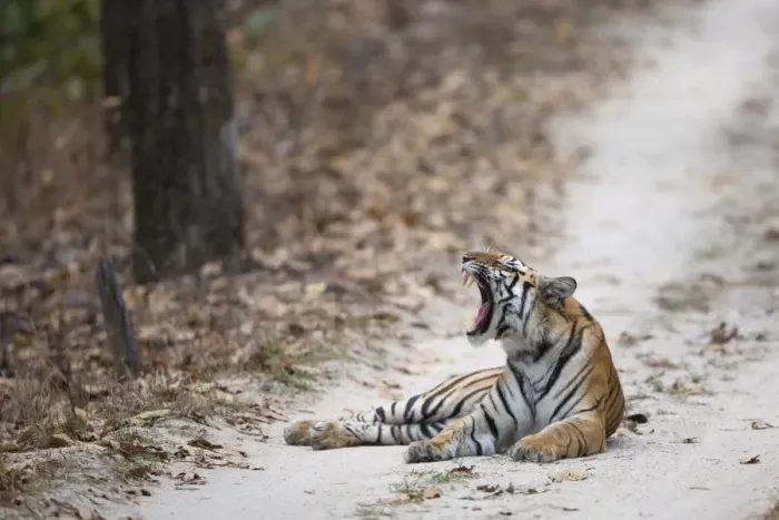 Framed Print : Indian Tiger (Panthera tigris tigris) adult, yawning, laying on forest track, Kanha N. P. Madhya Pradesh, India, March Framed Print : Indian Tiger (Panthera tigris tigris) adult, yawning, laying on forest track, Kanha N. P. Madhya Pradesh, India, March
