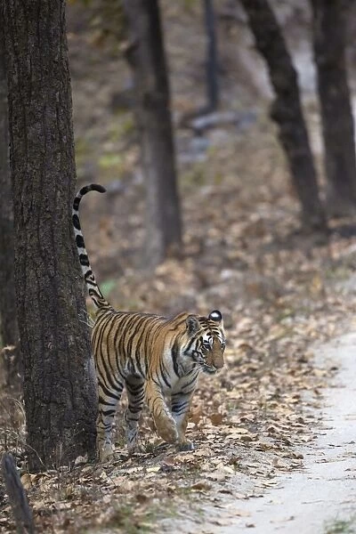 Indian Tiger (Panthera tigris tigris) adult, scent marking tree trunk with urine, Kanha N. P