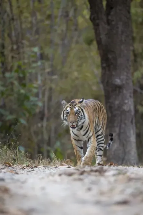 Framed Print : Indian Tiger (Panthera tigris tigris) adult, walking on forest track, Kanha N. P. Madhya Pradesh, India, March Framed Print : Indian Tiger (Panthera tigris tigris) adult, walking on forest track, Kanha N. P. Madhya Pradesh, India, March