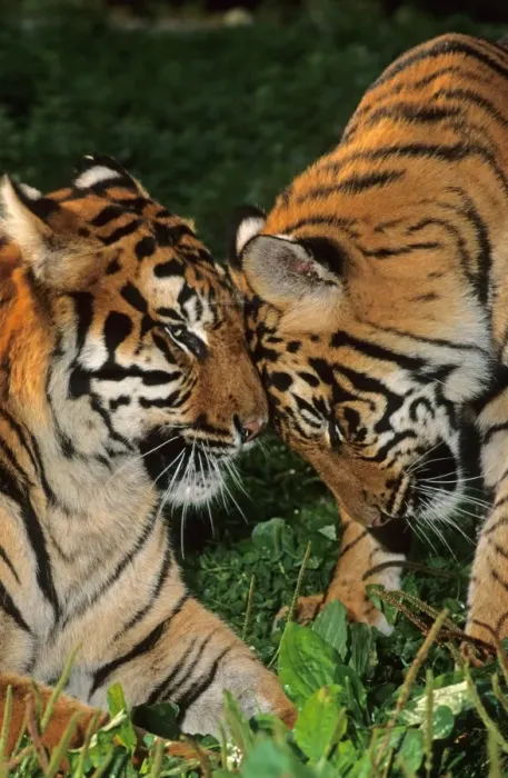 Framed Print : Indian Tiger (Panthera tigris tigris) female with ten month old male cub, rubbing heads together