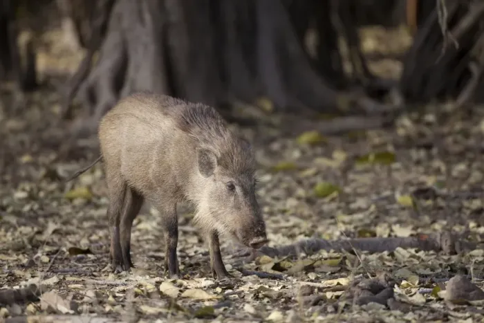 Framed Print : Indian Wild Boar (Sus scrofa cristatus) adult, standing in forest, Ranthambore N. P. Rajasthan, India Framed Print : Indian Wild Boar (Sus scrofa cristatus) adult, standing in forest, Ranthambore N. P. Rajasthan, India