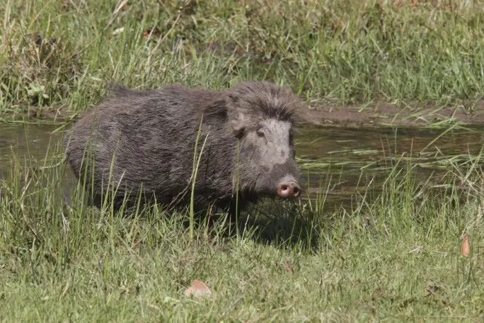 Framed Print : Indian Wild Boar (Sus scrofa cristatus) adult, feeding in marshy area, Kanha N. P. Madhya Pradesh, India Framed Print : Indian Wild Boar (Sus scrofa cristatus) adult, feeding in marshy area, Kanha N. P. Madhya Pradesh, India