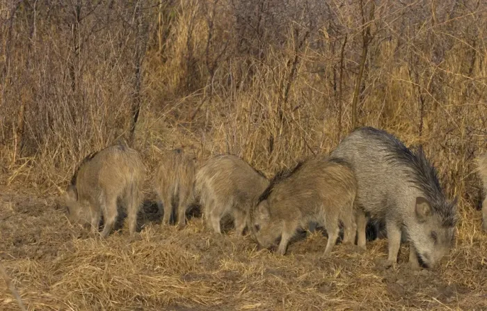 Framed Print : Indian Wild Boar (Sus scrofa cristatus) adult female with piglets, rooting in soil, Keoladeo Ghana N. P