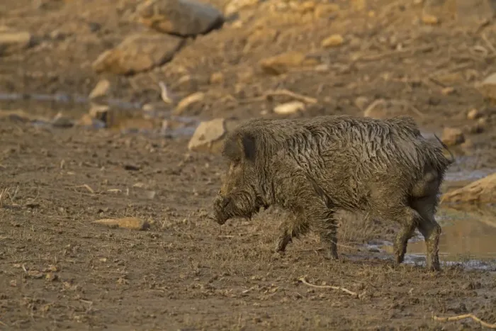 Framed Print : Indian Wild Boar (Sus scrofa cristatus) adult male, muddy after wallowing in mud bath, Keoladeo Ghana N. P Framed Print : Indian Wild Boar (Sus scrofa cristatus) adult male, muddy after wallowing in mud bath, Keoladeo Ghana N. P