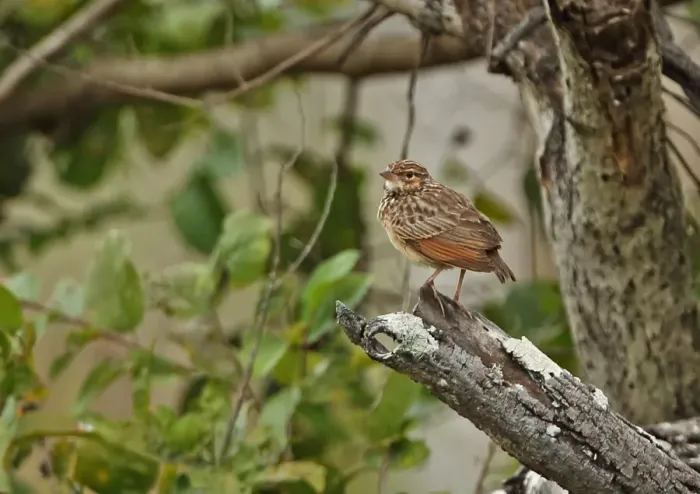 Framed Print : Indochinese Bushlark (Mirafra erythrocephala) adult, perched on branch, Prey Veng, Cambodia, January Framed Print : Indochinese Bushlark (Mirafra erythrocephala) adult, perched on branch, Prey Veng, Cambodia, January