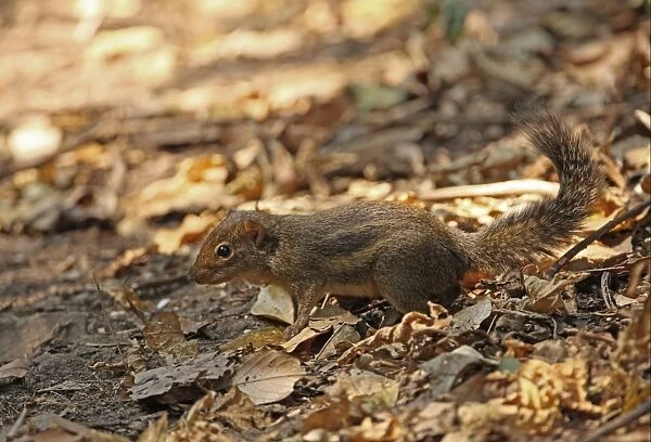 Indochinese Ground Squirrel (Menetes berdmorei) adult, standing on forest floor, Kaeng Krachan N. P. Thailand, february