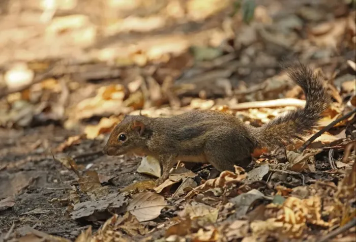 Framed Print : Indochinese Ground Squirrel (Menetes berdmorei) adult, standing on forest floor, Kaeng Krachan N. P. Thailand, february Framed Print : Indochinese Ground Squirrel (Menetes berdmorei) adult, standing on forest floor, Kaeng Krachan N. P. Thailand, february