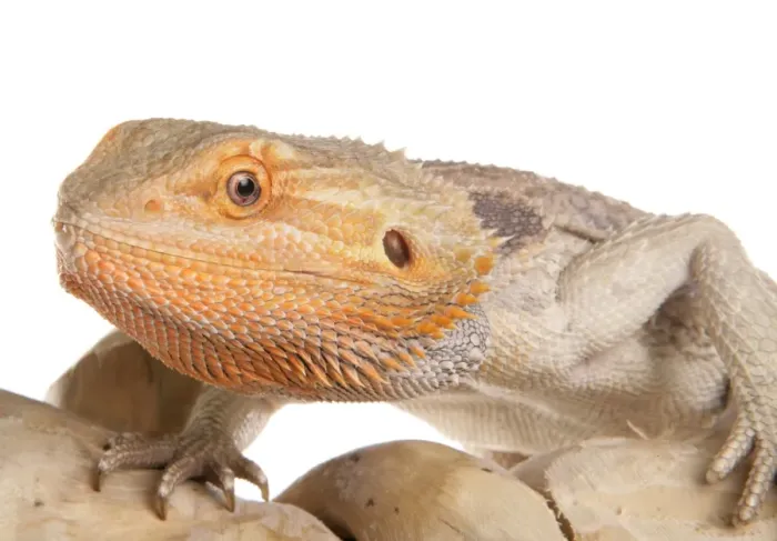 Framed Print : Inland Bearded Dragon (Pogona vitticeps) adult, close-up of head