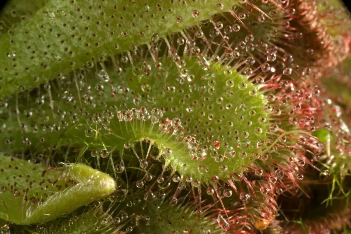 Framed Print : Insectivorous leaves and sticky leaf hairs of a sundew, Drosera aliciae Framed Print : Insectivorous leaves and sticky leaf hairs of a sundew, Drosera aliciae