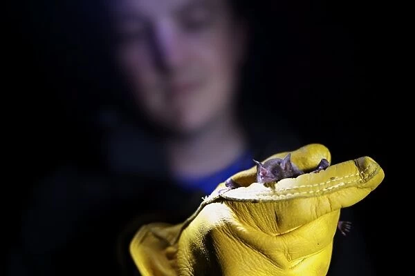 Insular Single Leaf Bat (Monophyllus plethodon) adult, held in gloved hand of researcher during biodiversity