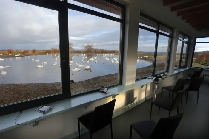 Framed Print : Interior of birdwatching observatory, overlooking Whooper Swan (Cygnus cygnus) and Mute Swan (Cygnus olor) mixed flock Framed Print : Interior of birdwatching observatory, overlooking Whooper Swan (Cygnus cygnus) and Mute Swan (Cygnus olor) mixed flock