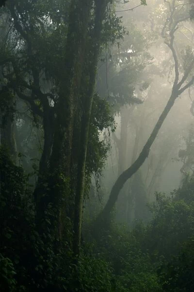 Interior of misty tropical montane forest habitat, Nyungwe Forest N. P. Albertine Rift, Rwanda, october