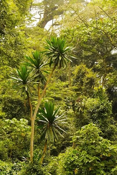 Interior of tropical montane forest habitat, Nyungwe Forest N. P. Albertine Rift, Rwanda, march