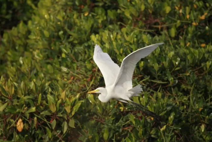Framed Print : Intermediate Egret (Mesophoyx intermedia) adult, in flight over mangroves, Mai Po Nature Reserve, Hong Kong, China, december Framed Print : Intermediate Egret (Mesophoyx intermedia) adult, in flight over mangroves, Mai Po Nature Reserve, Hong Kong, China, december