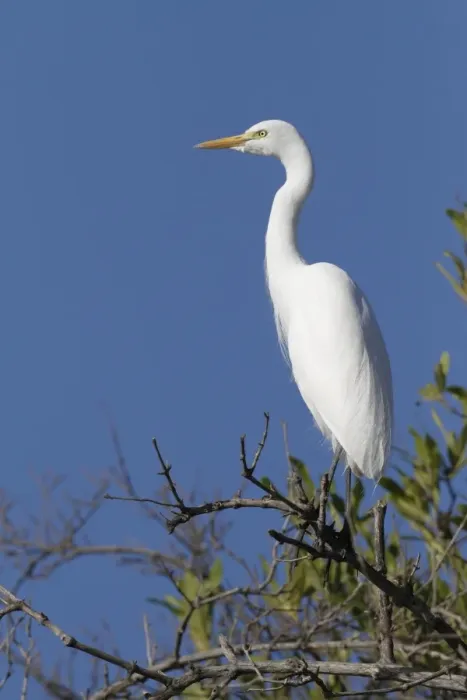 Framed Print : Intermediate Egret (Mesophoyx intermedia) adult, perched on branch, Gambia, january Framed Print : Intermediate Egret (Mesophoyx intermedia) adult, perched on branch, Gambia, january