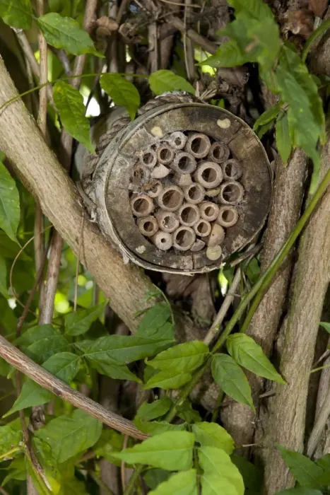 Framed Print : Invertebrate refuge fixed to branches, Norfolk, England, August