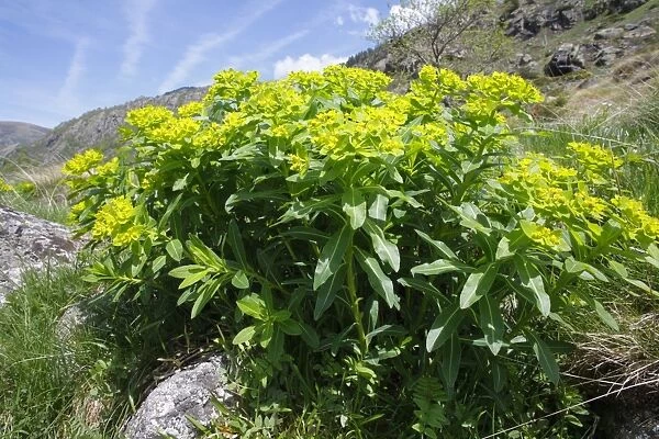 Irish Spurge (Euphorbia hyberna) flowering, growing on mountain slope, Pyrenees, Ariege, France, may