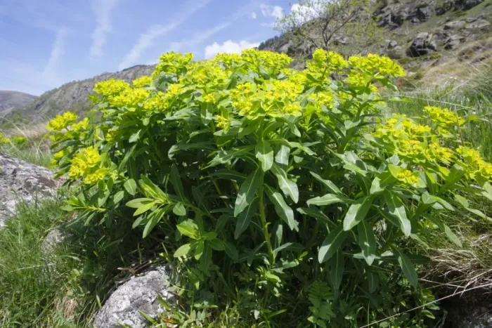 Framed Print : Irish Spurge (Euphorbia hyberna) flowering, growing on mountain slope, Pyrenees, Ariege, France, may Framed Print : Irish Spurge (Euphorbia hyberna) flowering, growing on mountain slope, Pyrenees, Ariege, France, may