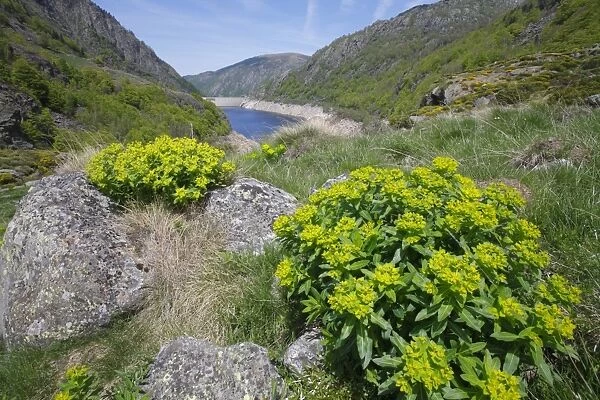 Irish Spurge (Euphorbia hyberna) flowering, growing in mountain habitat, Pyrenees, Ariege, France, may
