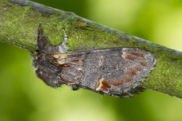 Framed Print : Iron Prominent Moth (Notodonta dromedarius) adult, resting on twig, Powys, Wales, July Framed Print : Iron Prominent Moth (Notodonta dromedarius) adult, resting on twig, Powys, Wales, July