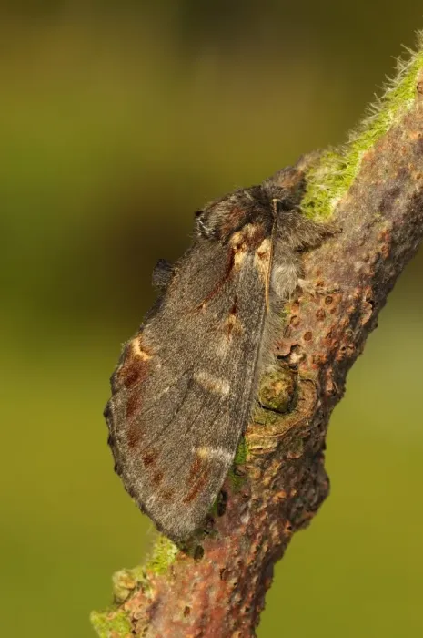 Framed Print : Iron Prominent Moth (Notodonta dromedarius) adult, resting on twig, Oxfordshire, England, may Framed Print : Iron Prominent Moth (Notodonta dromedarius) adult, resting on twig, Oxfordshire, England, may