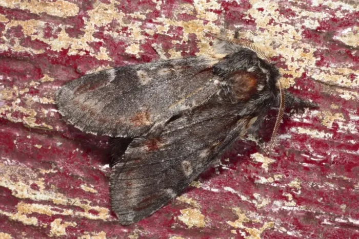 Framed Print : Iron Prominent Moth (Notodonta dromedarius) adult, resting on on old doorframe with flaking paint, Powys, Wales, june Framed Print : Iron Prominent Moth (Notodonta dromedarius) adult, resting on on old doorframe with flaking paint, Powys, Wales, june