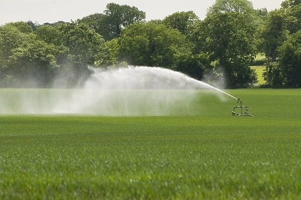 Irrigating crop in field with automated sprinkler system, Norfolk, England, may